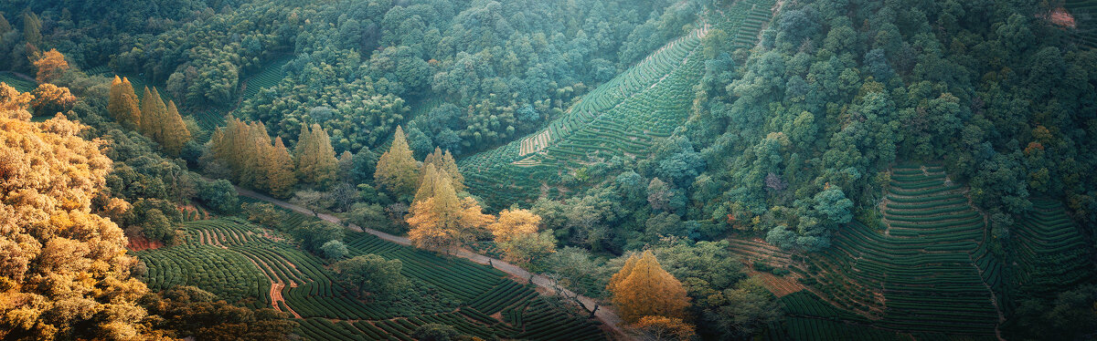 Чайные плантации, Ханчжоу, Китай - Дмитрий 
