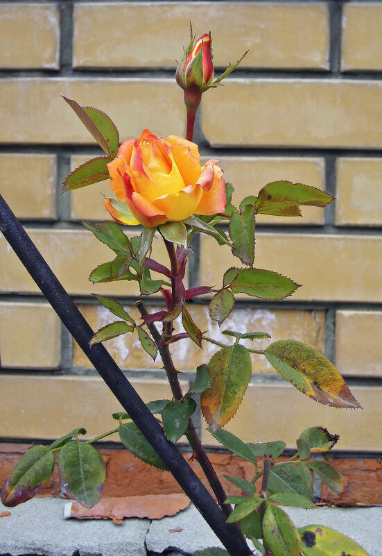 Маленькая, стойкая роза, которая не боится мороза...) - Тамара Бедай 