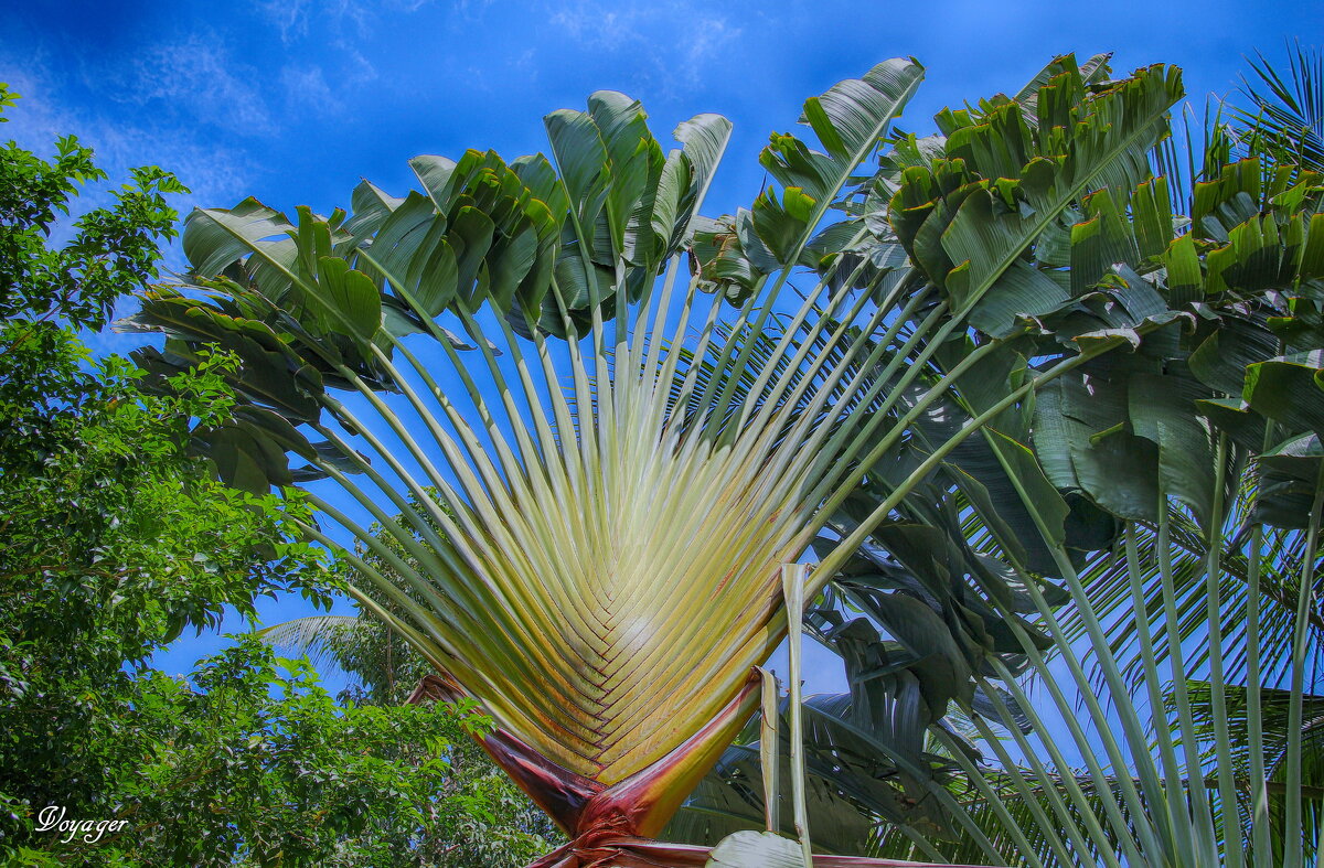 Samui island - Voyager .