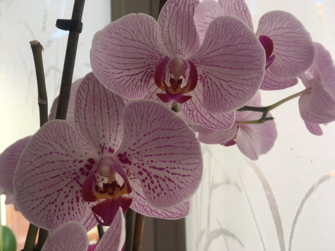 Орхидея фаленопсис - Татьяна 