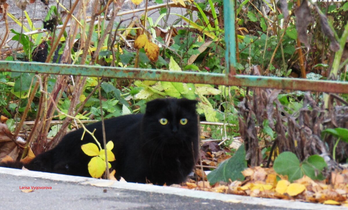 Чёрный кот - Лариса 