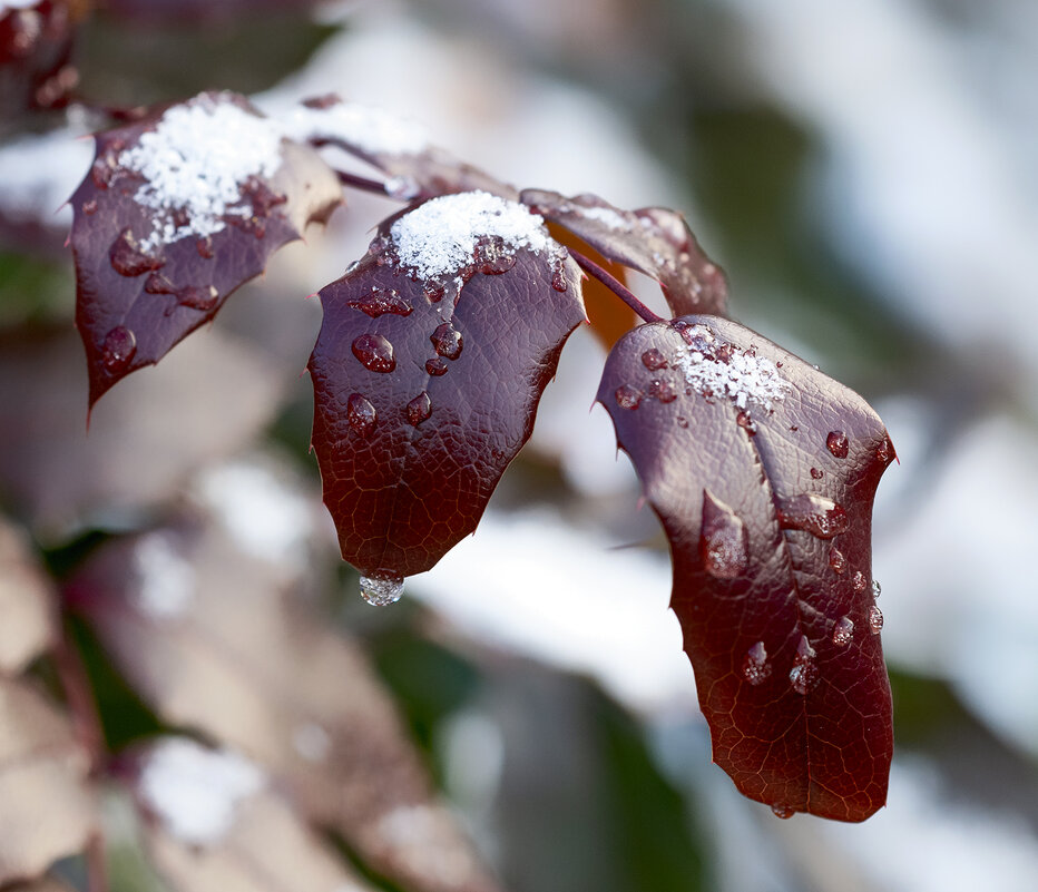 drops and snow - Zinovi Seniak
