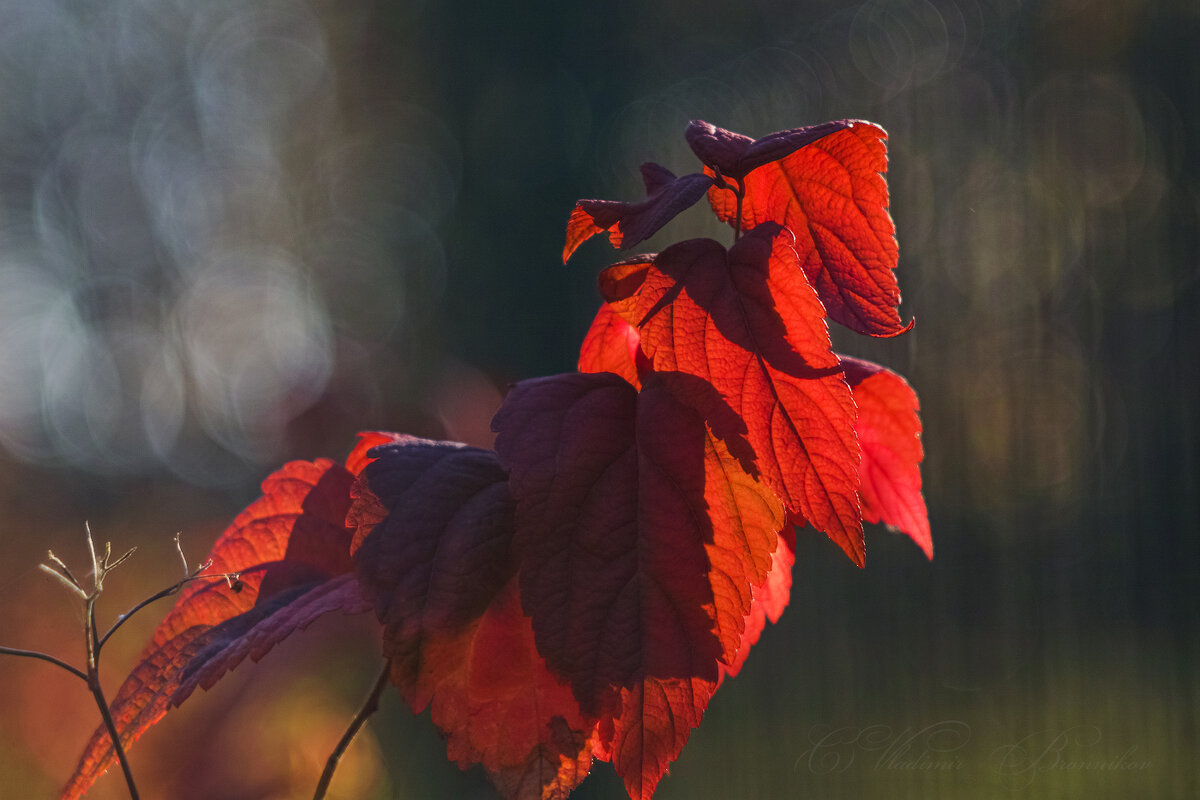 Красные листья Октября в парке - Владимир 
