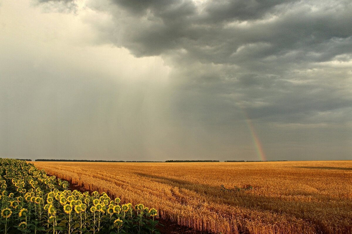 ...эти летние дожди.. эта радуга над полем... - Александр Герасенков