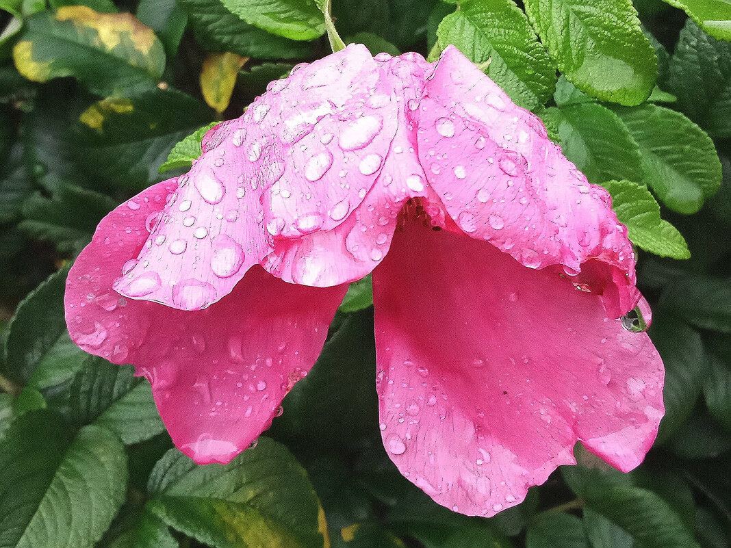 Фото во время дождя - Фотогруппа Весна