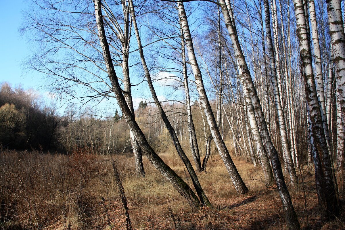 осень - Владимир Холодницкий