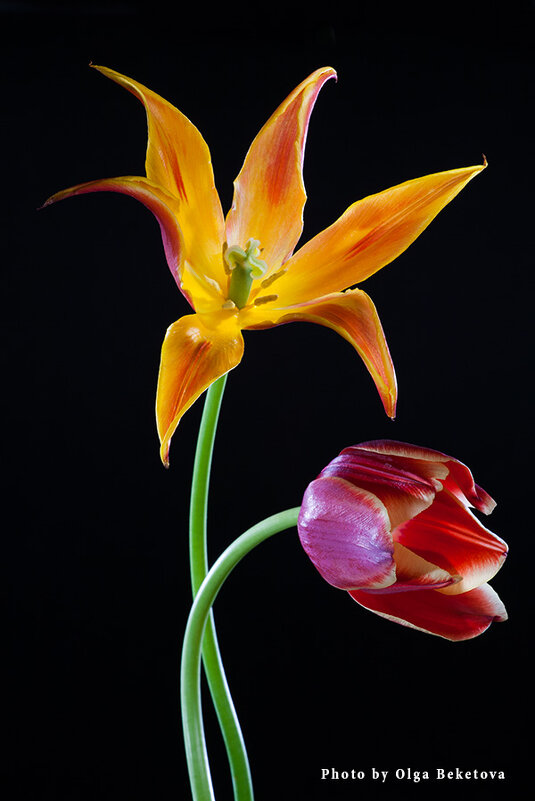 Два тюльпана - Ольга Бекетова