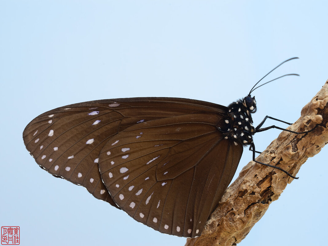 Скромные бабочки Окинавы: Euploea mulciber - Станислав С.