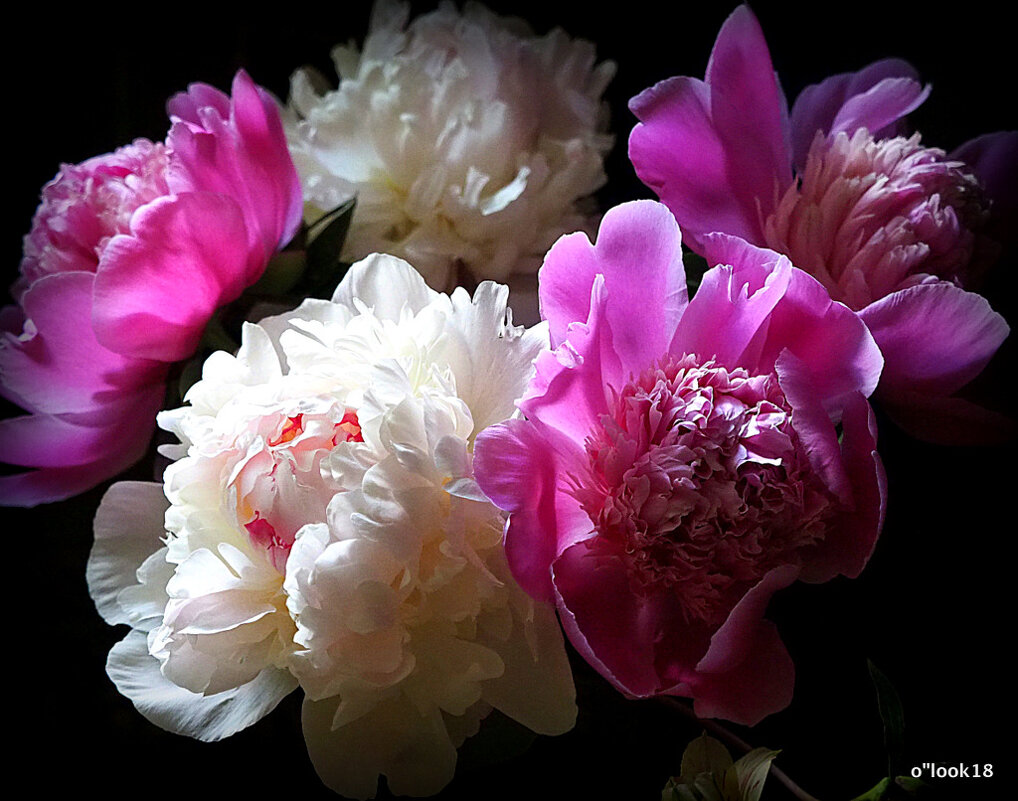 цветы для любимых пионы - Олег Лукьянов