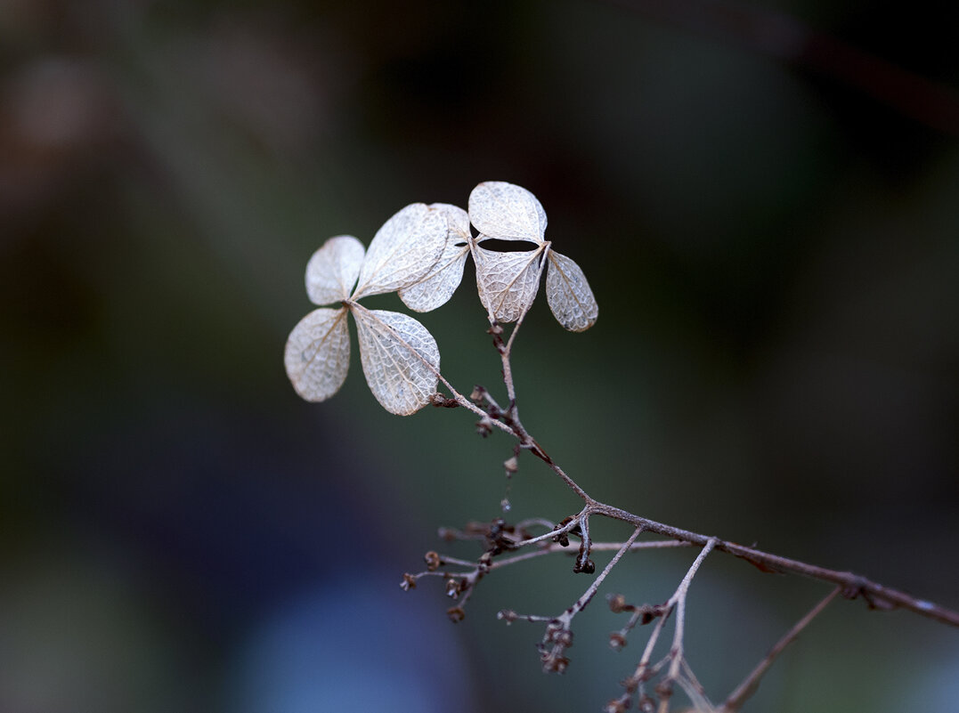 hydrangea - Zinovi Seniak