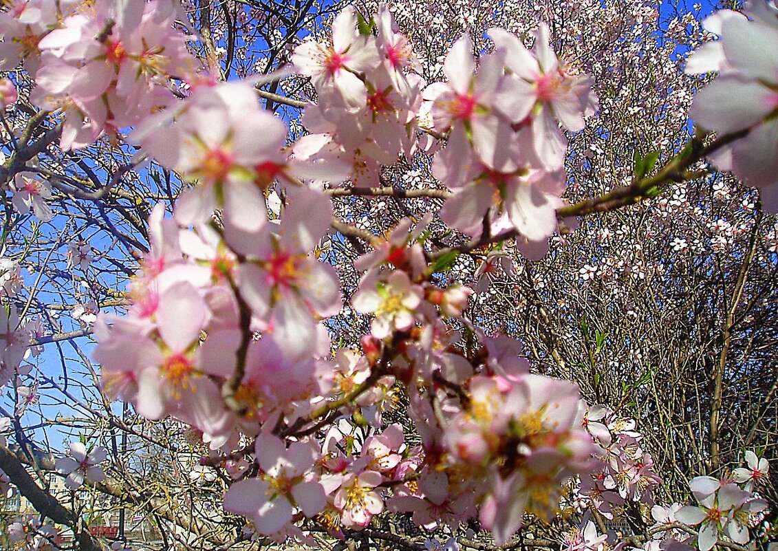 Весенние цветы марта - Ольга (crim41evp)