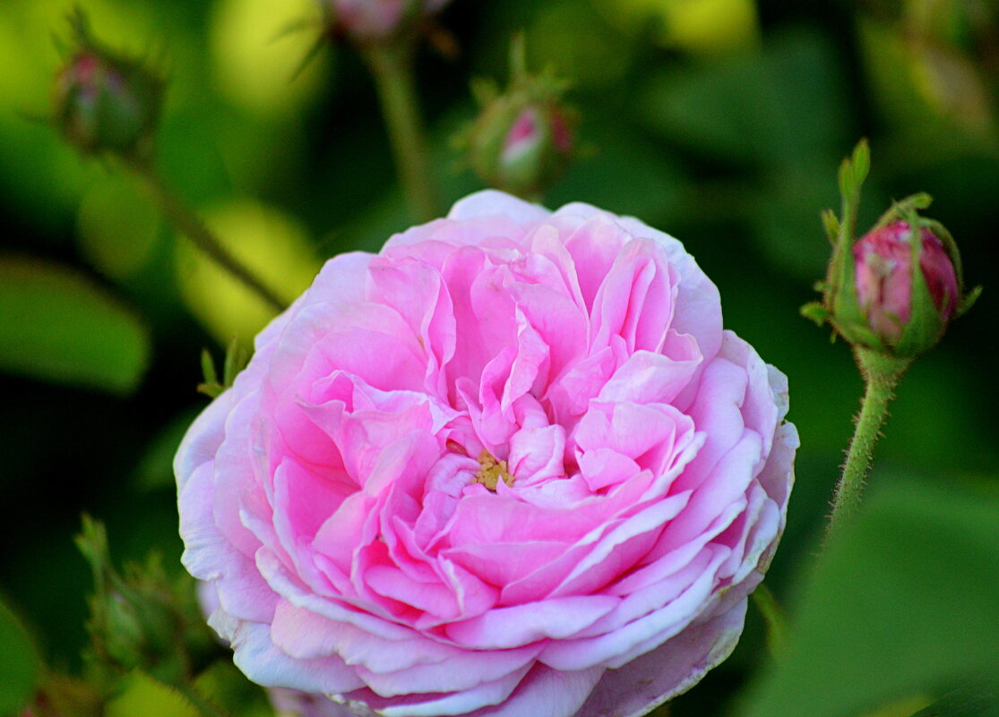 Розы в моём саду - Татьяна Лютаева