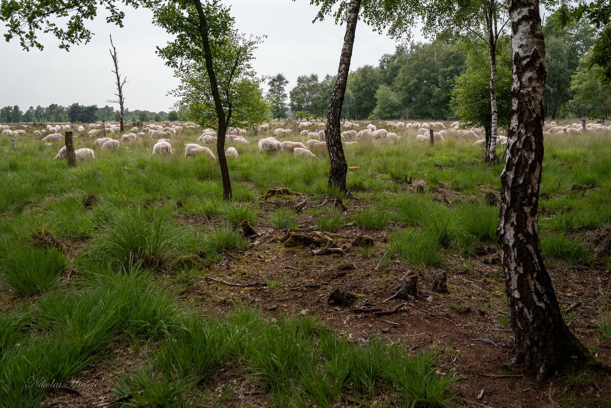 Пейзаж с овцами на выпасе - Николай Гирш