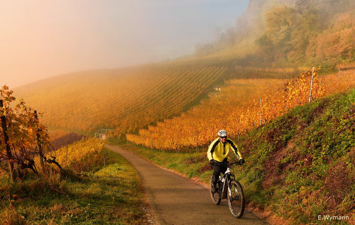 vineyards - Elena Wymann