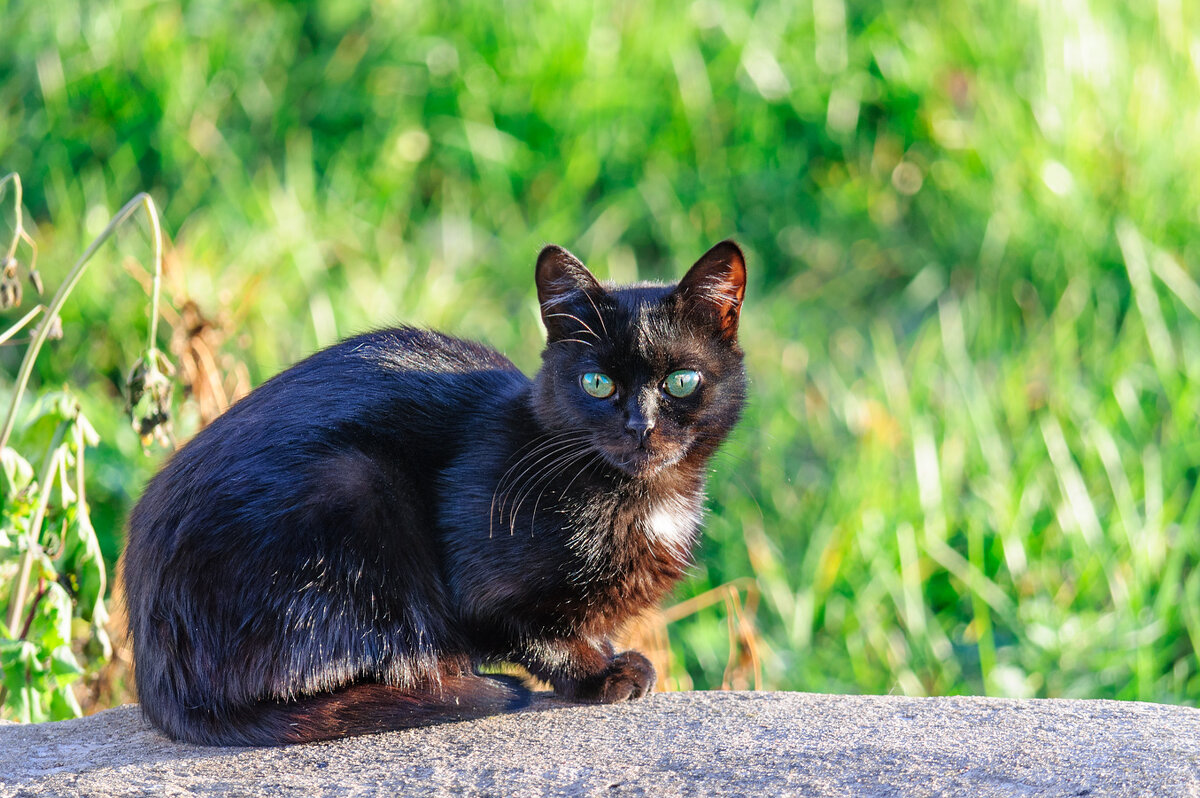 Зеленоглазый чёрный кот, грел на камне свой живот... - Анатолий Клепешнёв