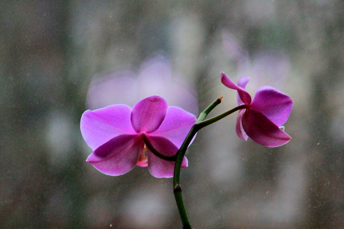Главней всего погода в доме У меня зацвела Орхидея 29 ноября - олег свирский 