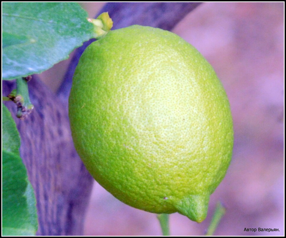 Лимон на дереве. - Валерьян Запорожченко