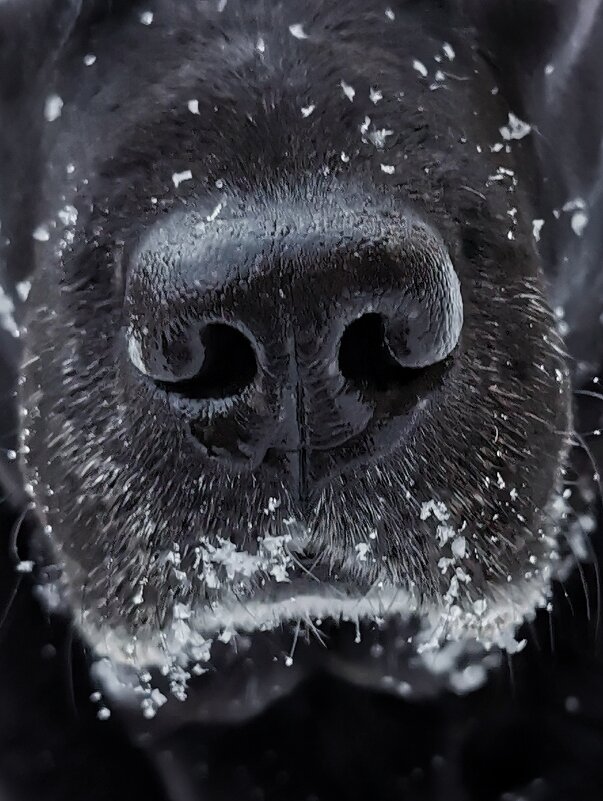 Снежинки на носу...) - VADIM *****