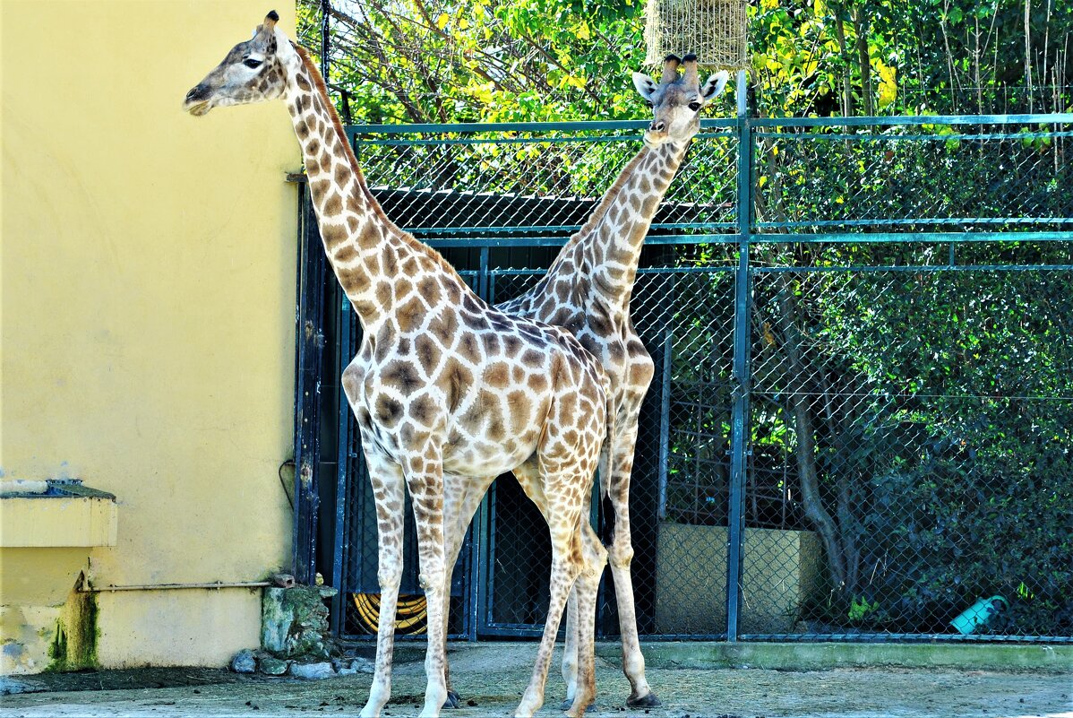 Жирафы в зоопарке Лиссабона - azambuja 