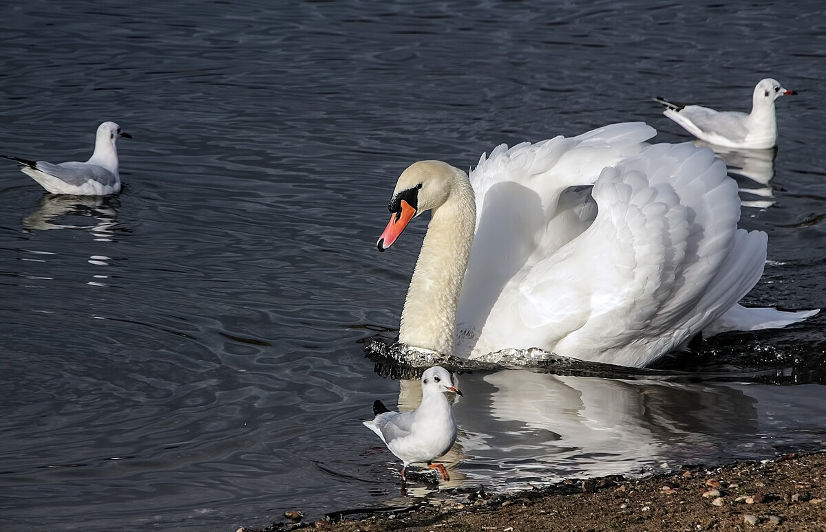 Белые птицы - Alexander Andronik