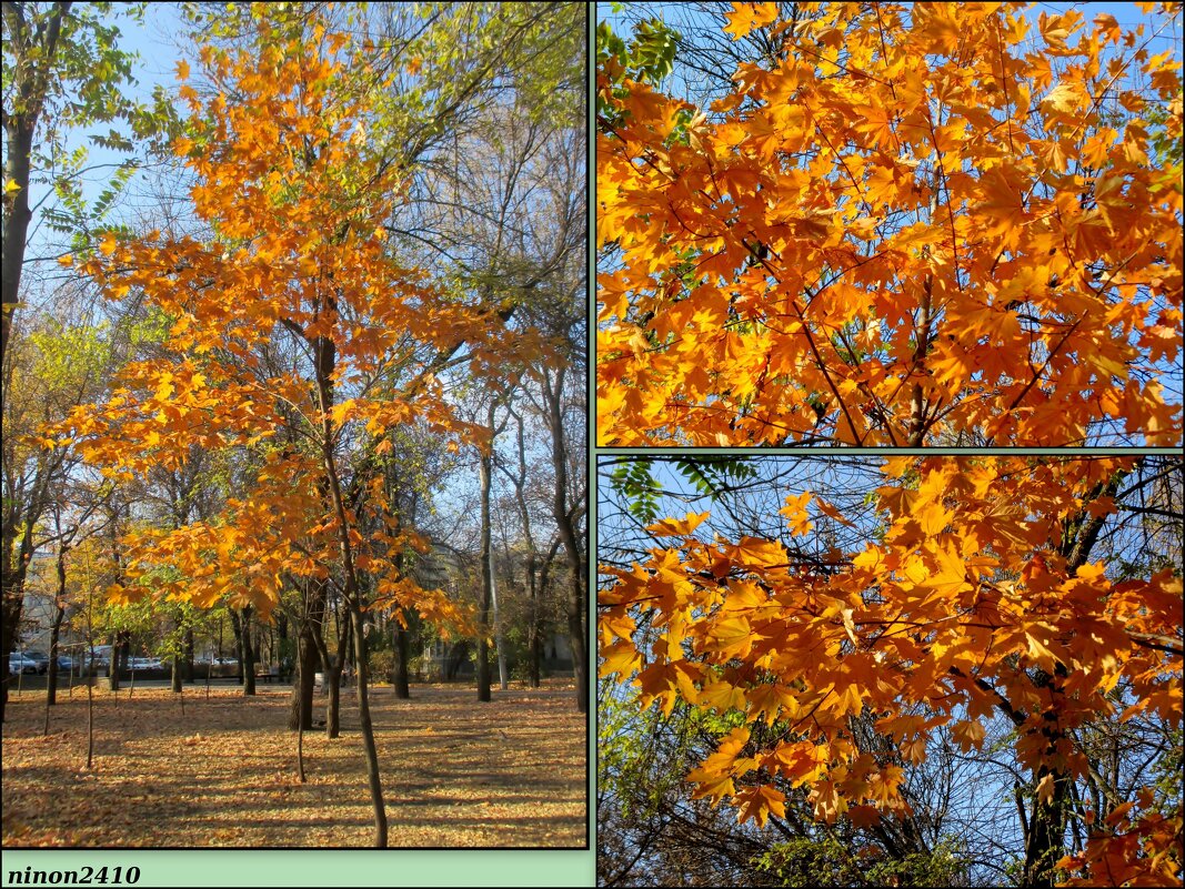 Осень в парке - Нина Бутко