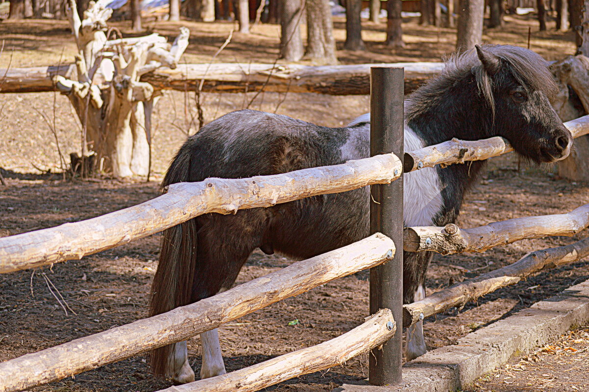 Пони — это те же кони - Татьяна Лютаева