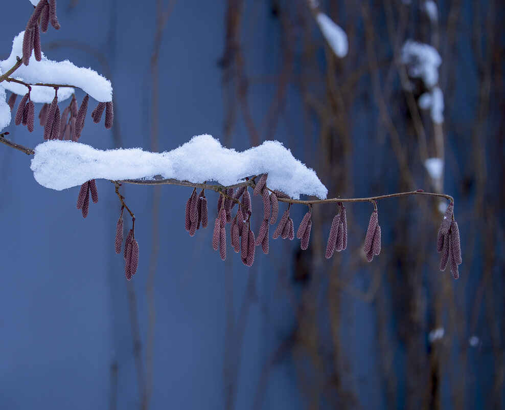 snow - Zinovi Seniak