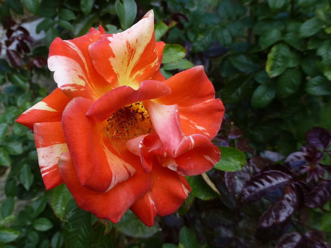Октябрьская роза Никитского Ботанического сада - Лидия Бусурина