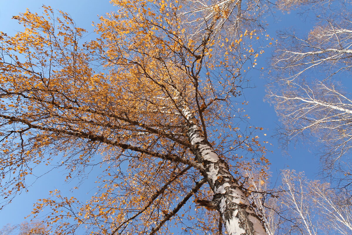 Голубое небо Октября - tamara kremleva