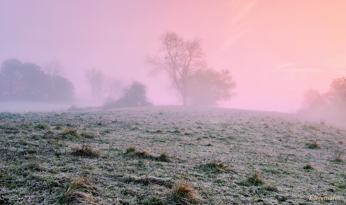 misty morning - Elena Wymann