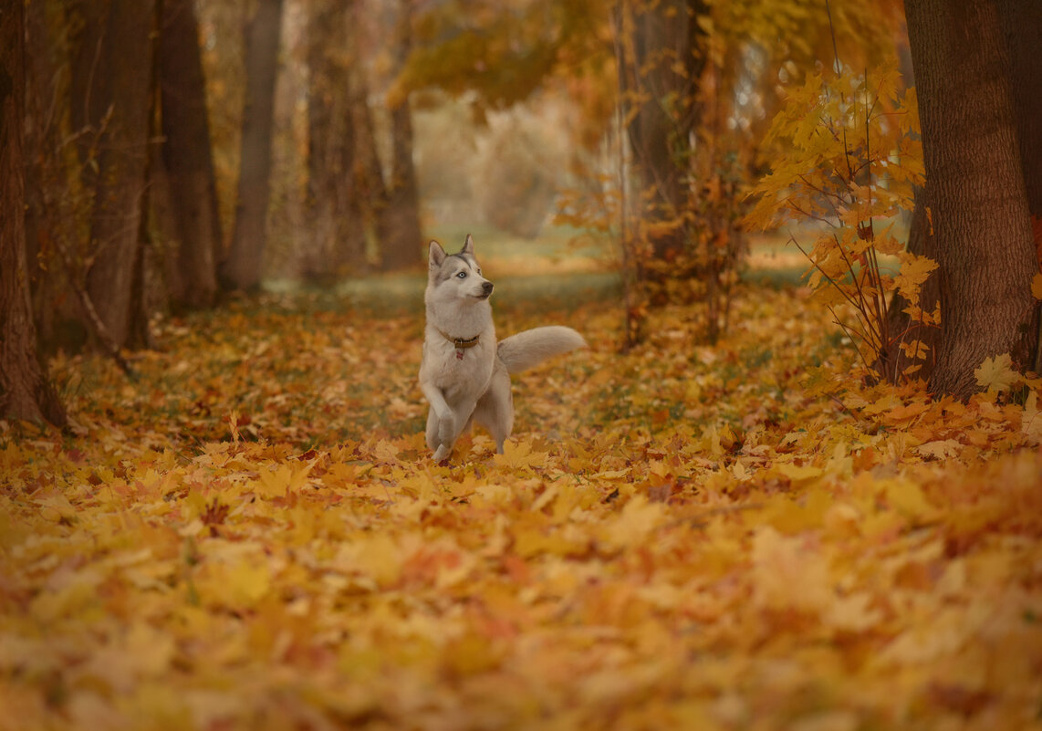 Осенняя прогулка - Ирина 