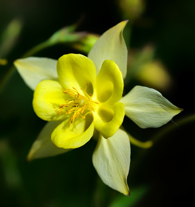 aquilegia - Zinovi Seniak