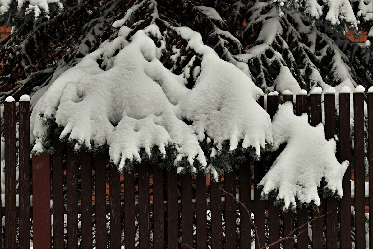 На еловых лапках белые перчатки. - Татьяна Помогалова