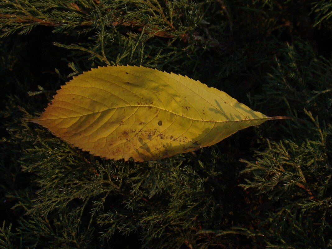 «…Этот листок, что иссох и свалился,золотом вечным горит в песнопеньи.»      А.Фет - Syntaxist (Светлана)