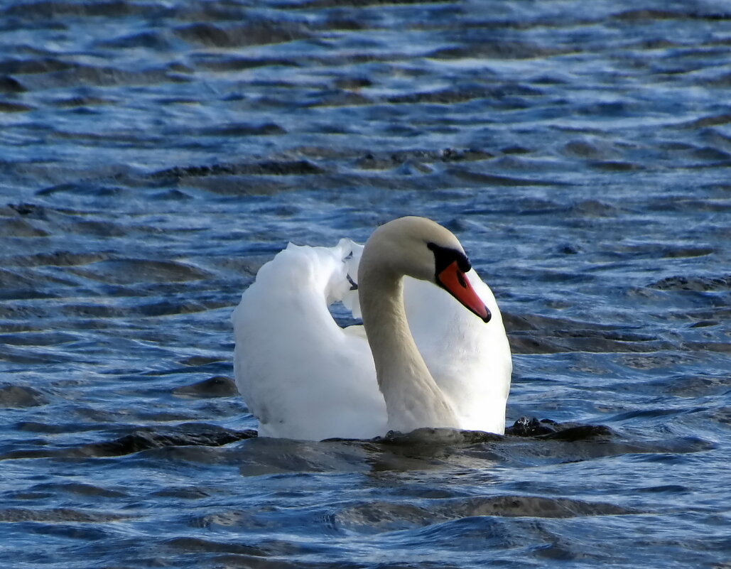 А белый лебедь на пруду.... - Liliya Kharlamova