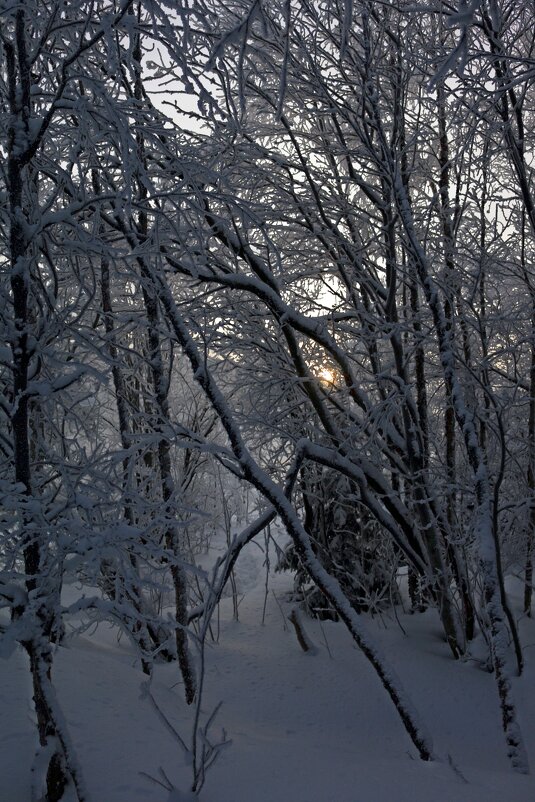 Прогулки по зимнему лесу - Ольга 