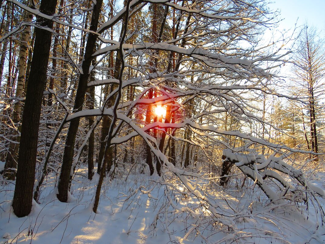 Солнце в зимнем лесу - Андрей Снегерёв