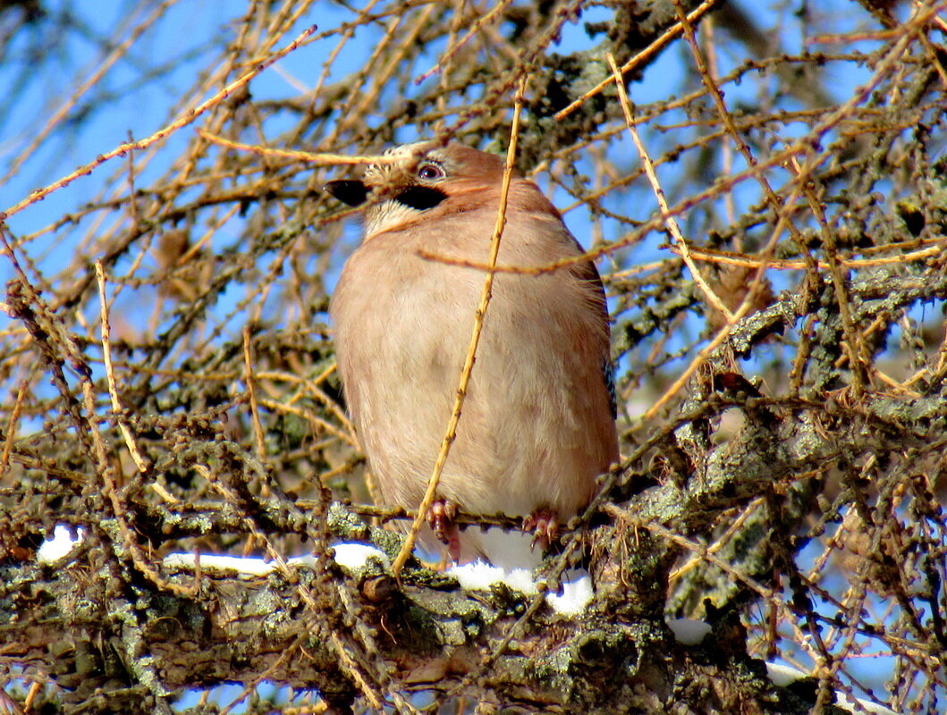 Сойка Garrulus glandarius - Александр Чеботарь