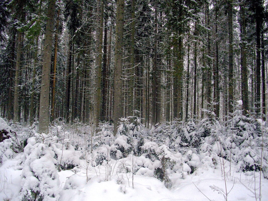Зимний лес. - Лия ☼
