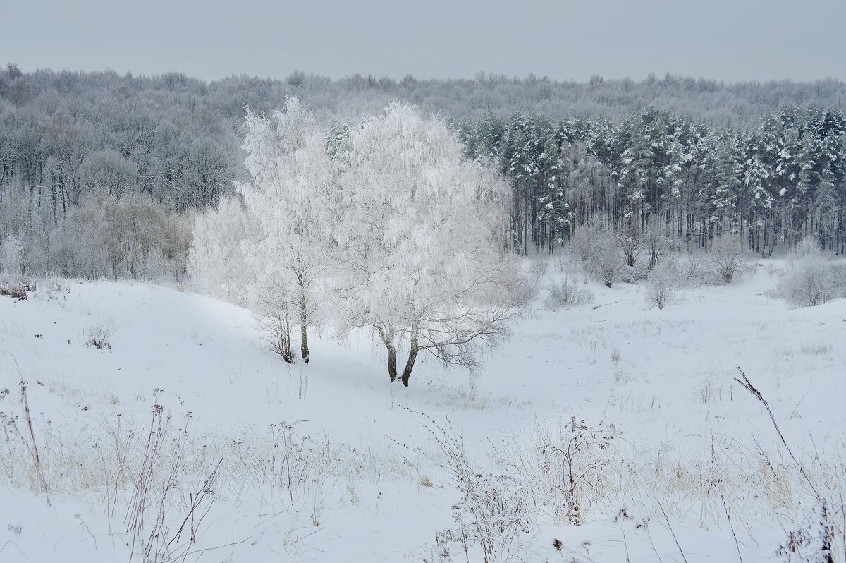 В снежном убранстве - Наталья Лакомова