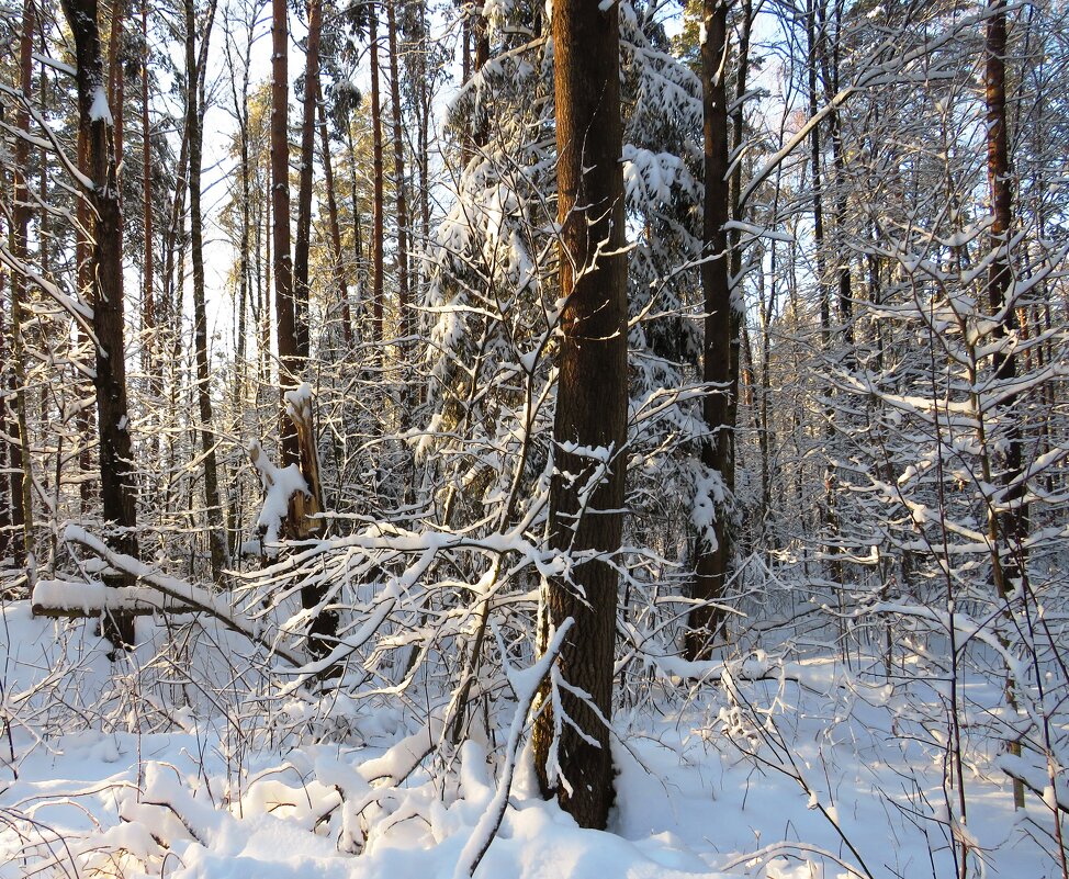В снежном лесу - Андрей Снегерёв