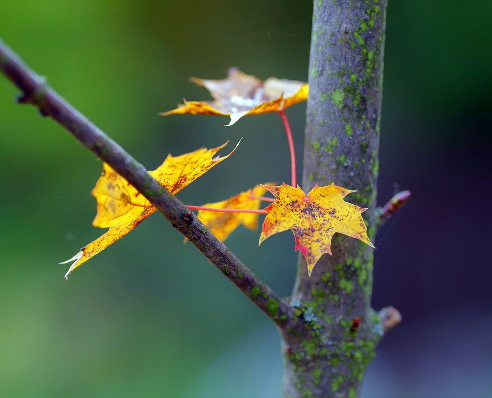 autumn leaves - Zinovi Seniak