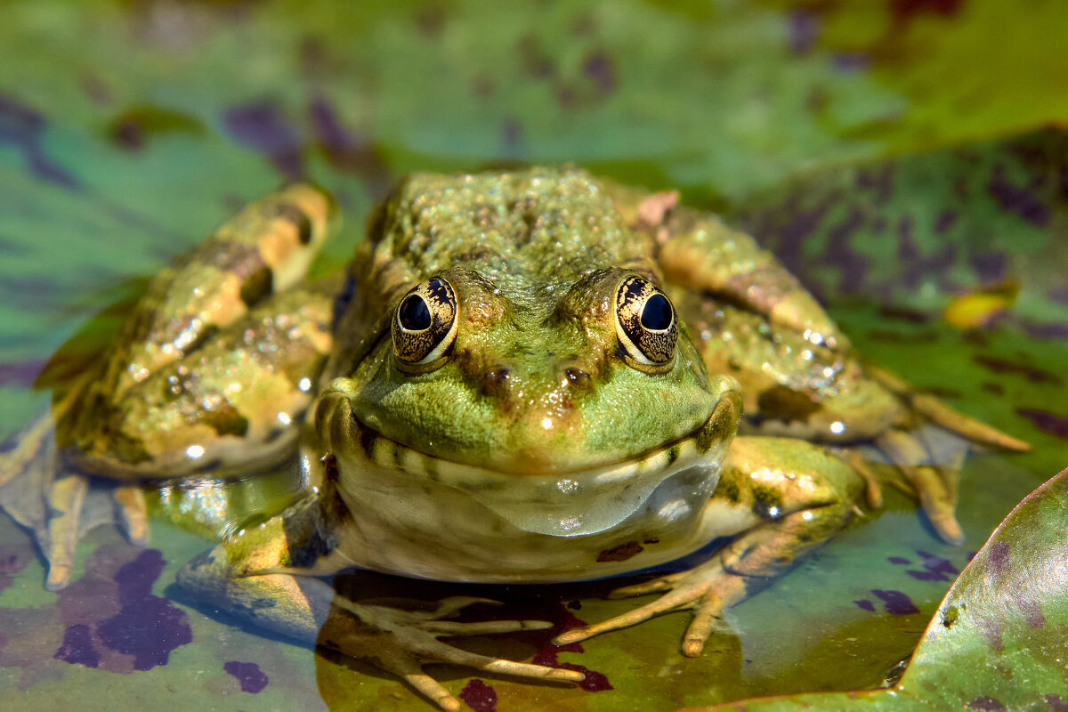 Макро портрет лягушки на озере. - Евгений Никонов