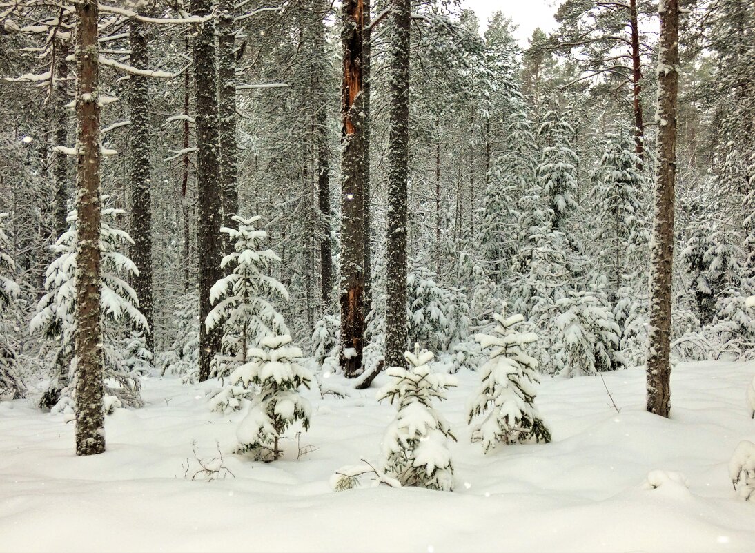 Зимний лес после снегопада. - Ольга Митрофанова