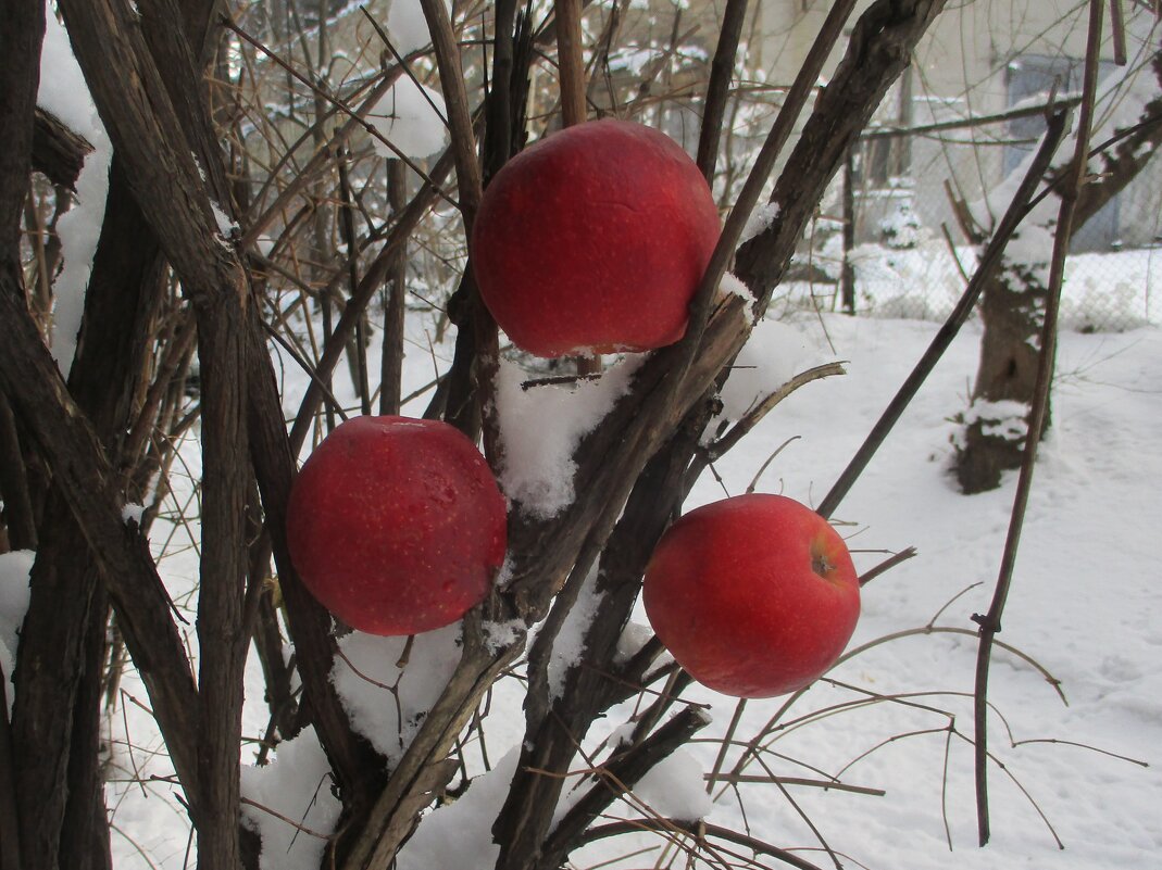 Предновогодние яблоки искушения в зимнем райском саду!.. - Alex Aro Aro Алексей Арошенко