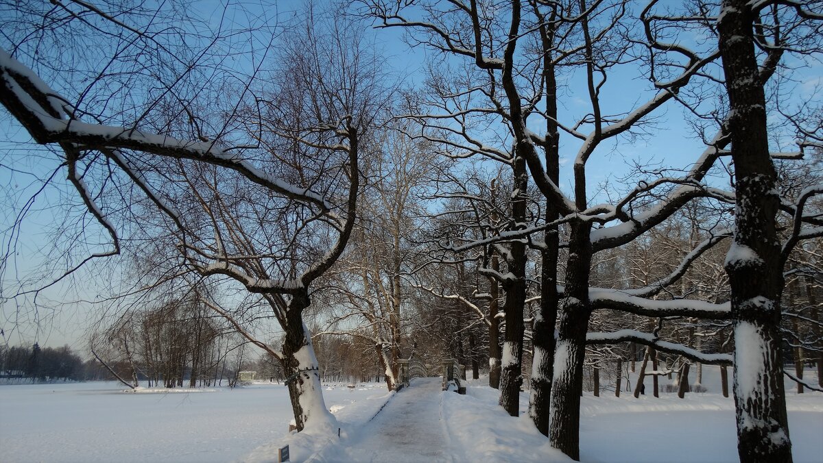 Снежный парк... - Elena Ророva