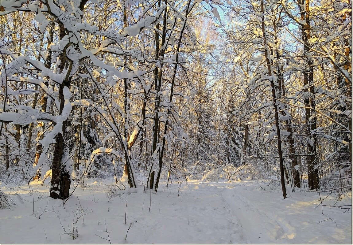 В зимнем лесу - Вячеслав Минаев