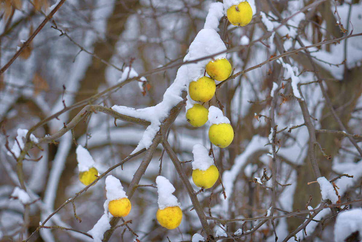 Яблоки в снегу - Владимир Кириченко  wlad113