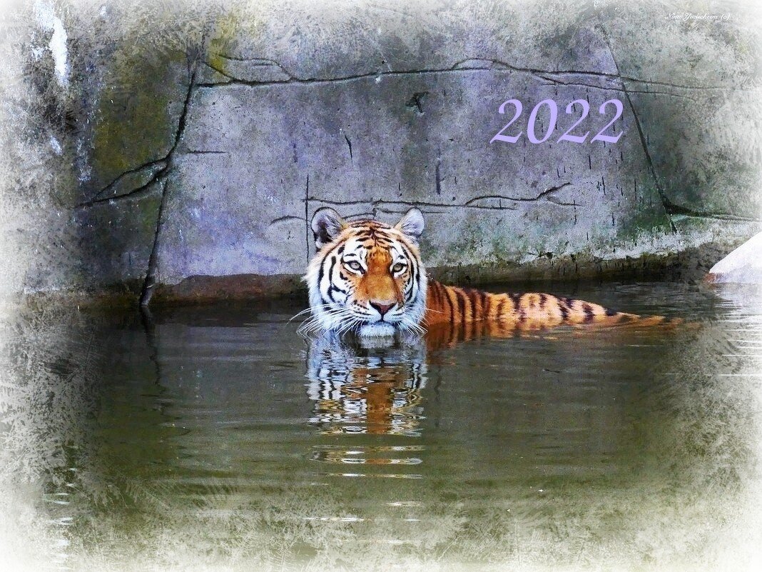 C наступающим годом водяного тигра, дорогие друзья! - Nina Yudicheva