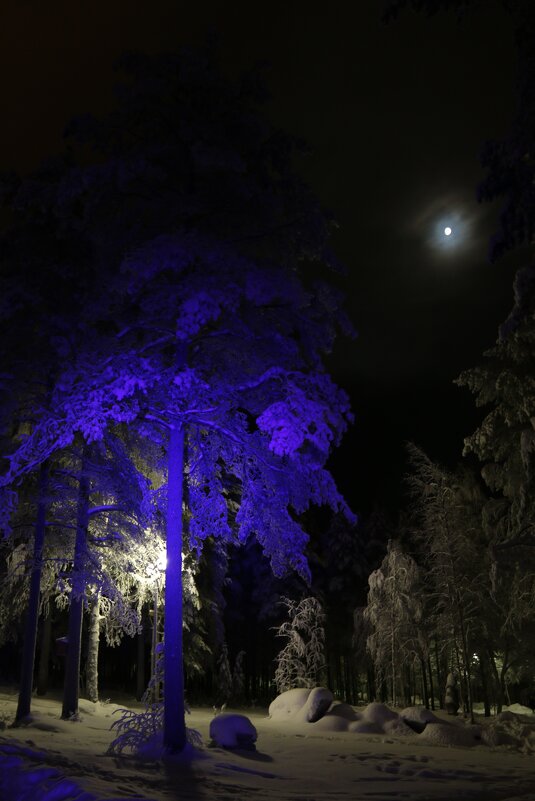 В тёмно-синем лесу... - Ольга 